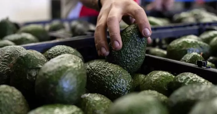 US to hand over pest inspections of Mexican avocados to Mexico and California growers aren&#8217;t happy