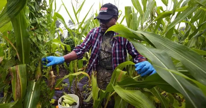 Refugees in New Hampshire turn to farming for an income and a taste of home