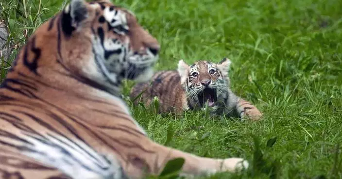 Pair of rare Amur tiger cubs debuting at Minnesota Zoo are raising hopes for the endangered species