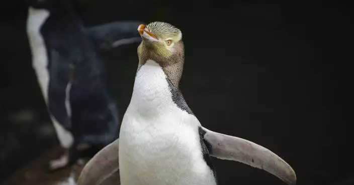 A shy penguin wins New Zealand&#8217;s bird election after a campaign filled with memes and tattoos