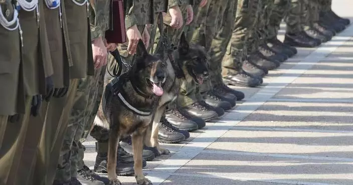 Military dogs receive army ranks as Poland recognizes their service in protecting human life