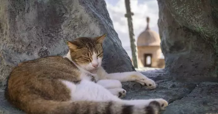 US halts plan to remove iconic stray cats from a historic area in Puerto Rico&#8217;s capital