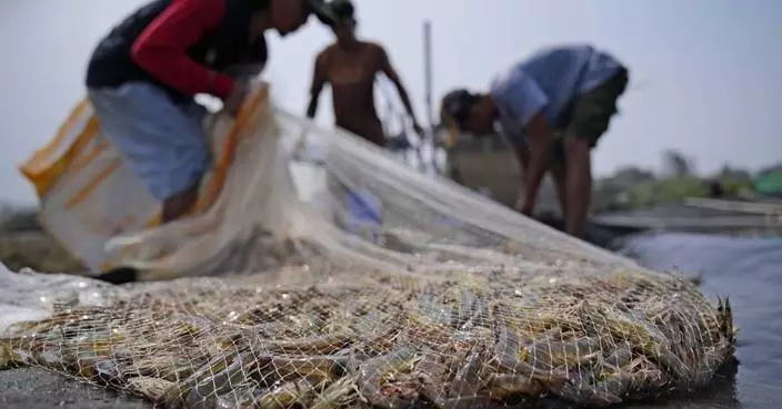 Takeaways from AP&#8217;s report on how shrimp farmers are exploited as supermarkets push for low prices