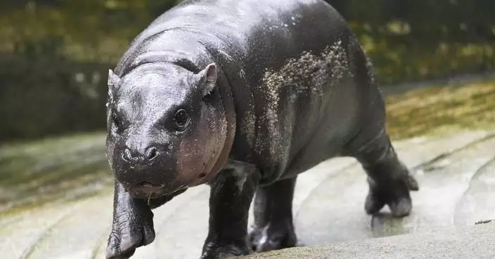 Pygmy hippo Moo Deng is so adored she may get her own patent