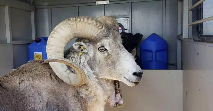 Montana man to be sentenced for cloning giant sheep to breed large sheep for captive trophy hunts