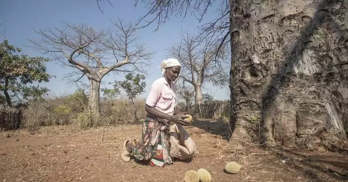 An ancient African tree is providing a new &#8216;superfood&#8217; yet local harvesters are barely surviving