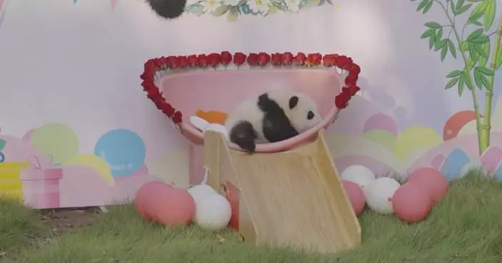 Baby panda at Chongqing Zoo charms visitors at special meet-and-greet