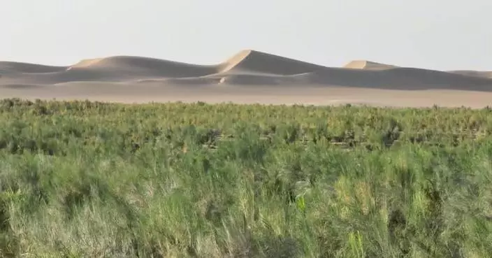 "Green scarf" for fixing sand in China's largest desert to be completed by end of 2024