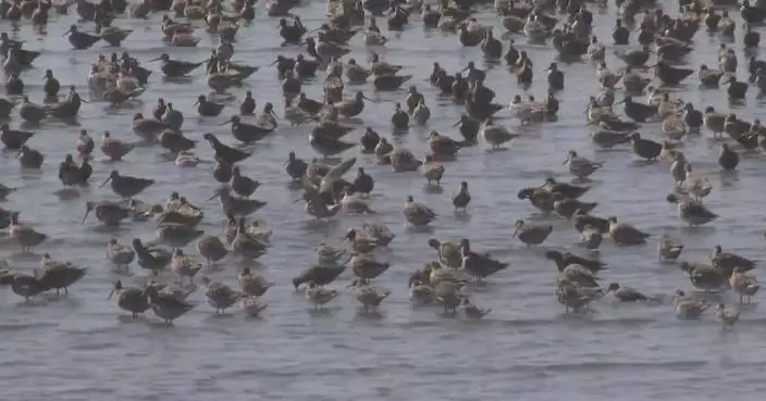 Migratory bird habitat in China’s Liaoning bears significance for biodiversity conservation