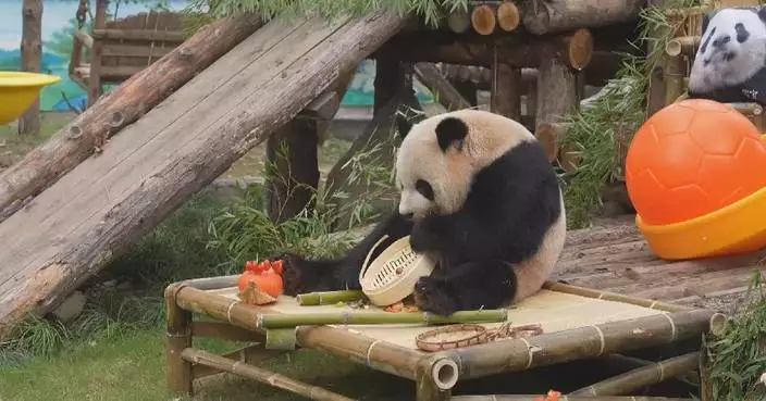 Group birthday party held for pandas in Shanghai zoo