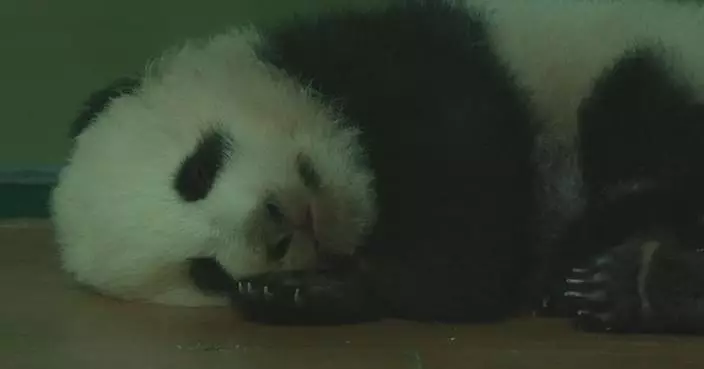 Chubby panda cub snoozes motionlessly despite mother&#8217;s caress