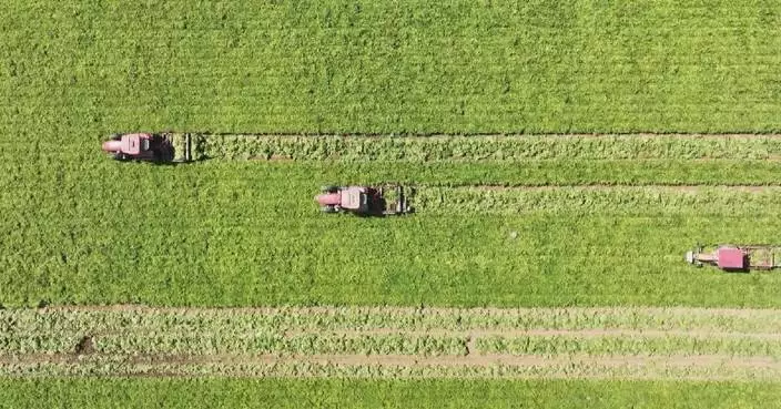 China embraces bumper harvest of autumn grain with nearly 40 percent of crops reaped