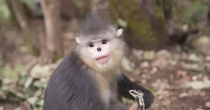 New technologies help monitor endangered snub-nosed monkeys in Yunnan