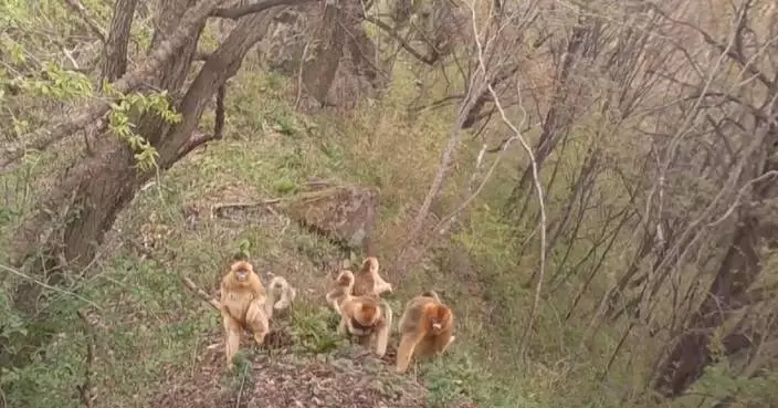 Sustained conservation efforts lead to recovery of wildlife populations in Shaanxi