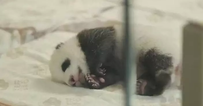 Baby panda twins greet first visitors in Berlin