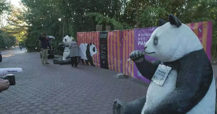 China's panda pair settle into new home at zoo in Washington