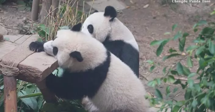 Mischievous giant panda cub wrestles with motherly bear