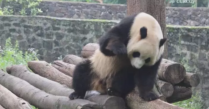 Giant panda shows off unique dance moves while scratching an itch