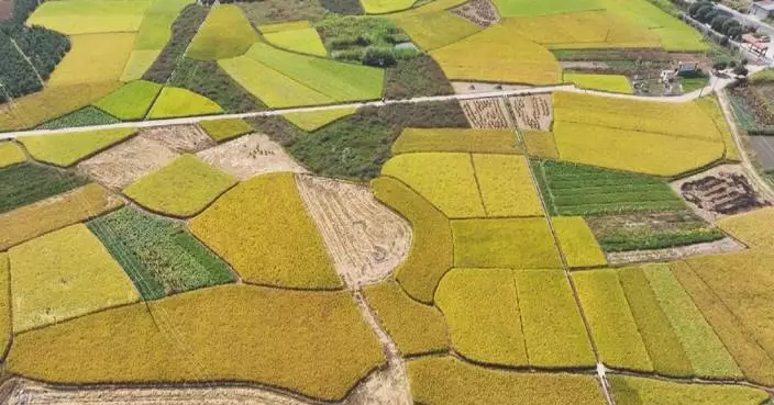 China sees good autumn harvest with grain collection exceeding 70 percent