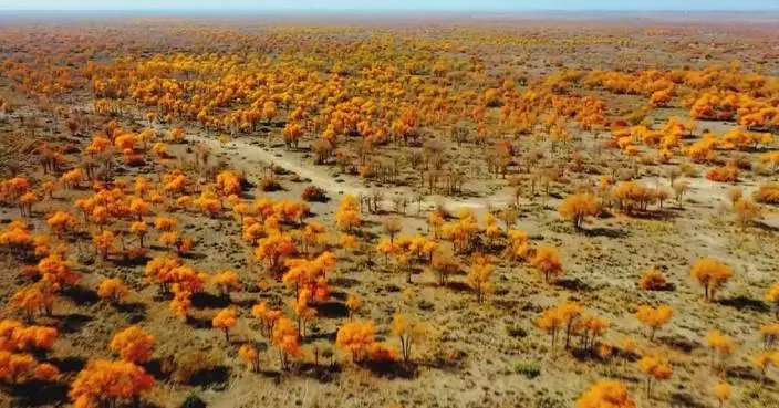 Xinjiang enchants tourists with autumn spectacle, cultural charm, ski resorts