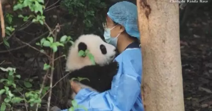 Heartwarming moments as giant panda caretakers affectionately tend to young cubs