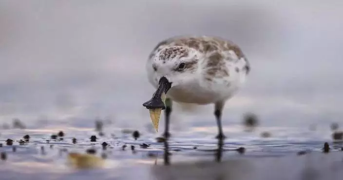 Ideal habitat in Fujian lures flocks of wintering migratory birds