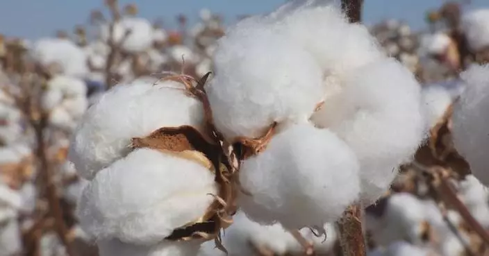 Breeding, digitalization, mechanization boost Xinjiang&#8217;s cotton output, quality