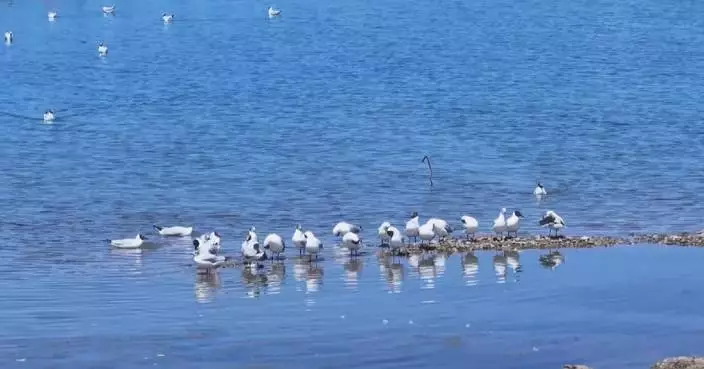 Qinghai records over 90,000 migratory waterbirds in annual survey