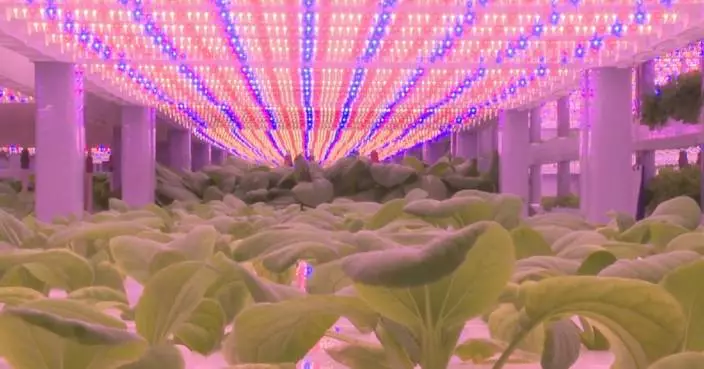 High-tech vegetable factory ensures healthy dietary for astronauts in space