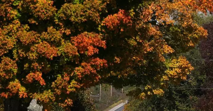 PHOTO COLLECTION: Fall Foliage