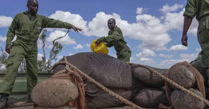 Kenya moves 50 elephants to a larger park, says it&#8217;s a sign poaching is low