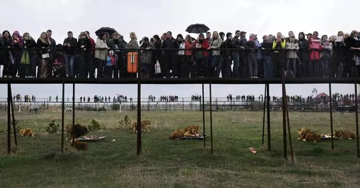 A worker at a Crimean wildlife park has been killed by lions