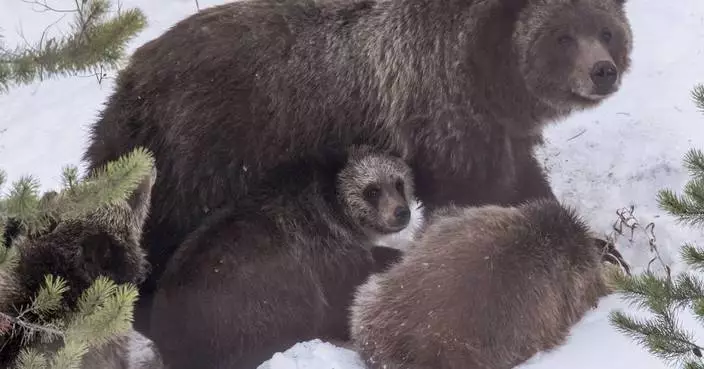 Grand Teton grizzly bear that delighted visitors for decades is killed by vehicle in Wyoming