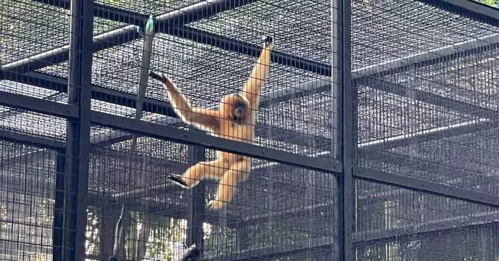 9 monkeys who died in Hong Kong&#8217;s zoo in 2 days had been infected with melioidosis, officials say