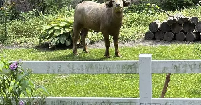 Former owner of water buffalo that roamed Iowa suburb for days pleads guilty