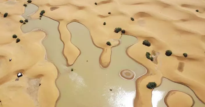 Water gushes through palm trees and sand dunes after rare rain in the Sahara Desert