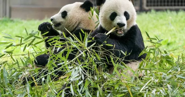 The pandas are coming! The pandas are coming!