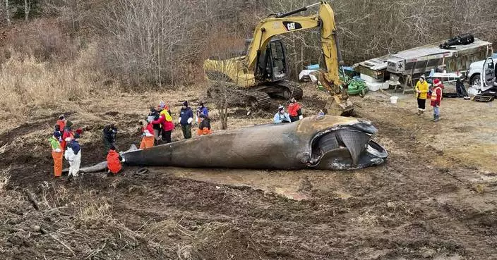 Rare whale died of chronic entanglement in Maine fishing gear