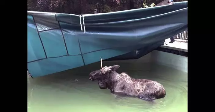 There&#8217;s a moose on the loose — in a New Hampshire swimming pool