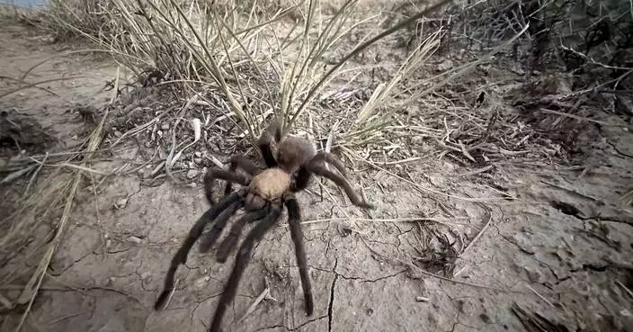 Spider lovers scurry to Colorado town in search of mating tarantulas and community