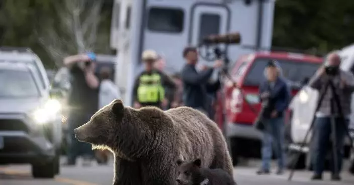 A cub of famous Wyoming grizzly No. 399 has been unseen since his mom&#8217;s death but odds look good