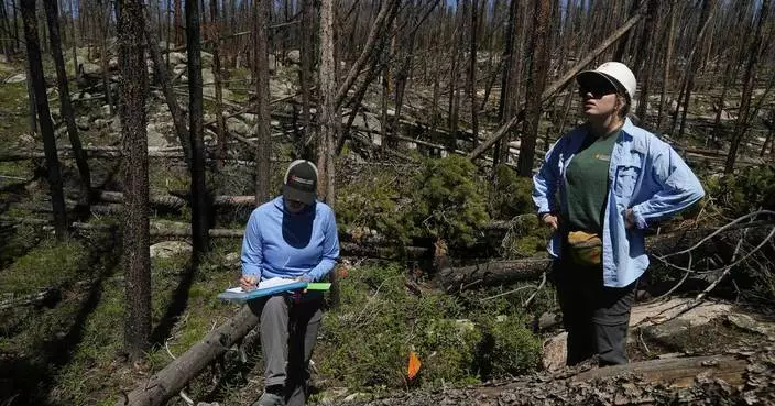 As many forests fail to recover from wildfires, replanting efforts face huge odds — and obstacles