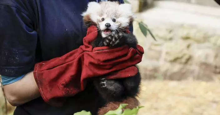 Edinburgh Zoo blames fireworks for death of baby red panda