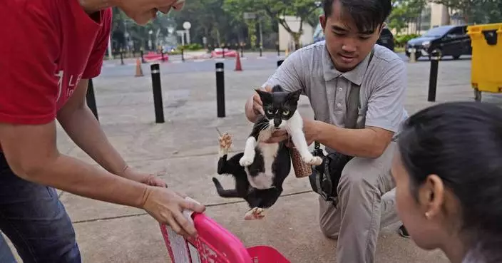 AP PHOTOS: Jakarta TNR effort aims to help stray cats like lively Hitam and feisty Aing Maung