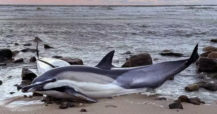 Historically bad year for dolphin strandings on Cape Cod has scientists looking for answers