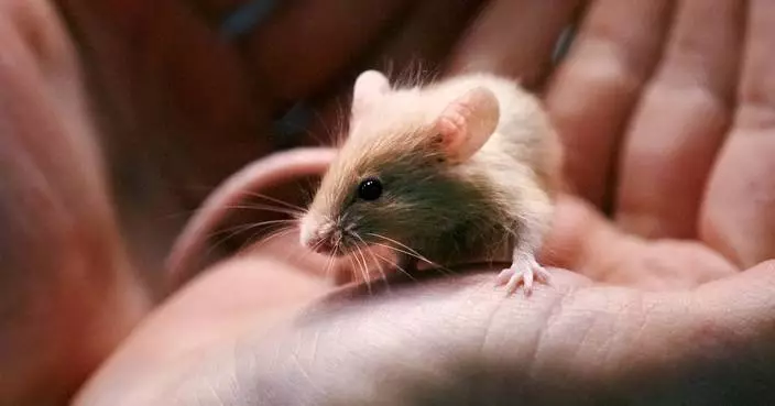 New Hampshire shelter faces enor-mouse problem after man surrenders nearly 1,000 rodents