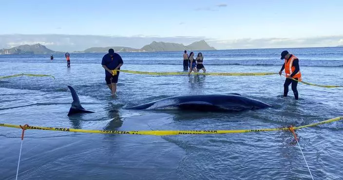 New Zealanders help to save about 30 whales after a pod strands on a beach