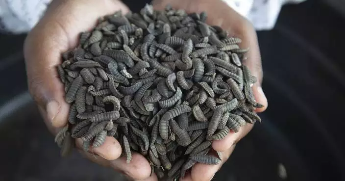 From yuck to profits: Some Zimbabwe farmers turn to maggots to survive drought and thrive