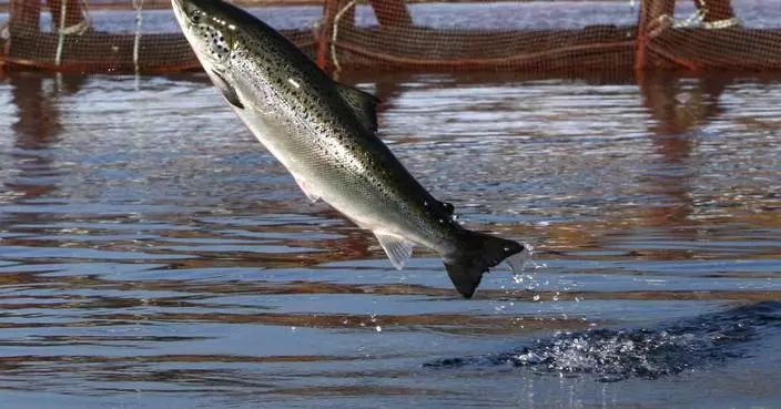 An environmental group files intent to sue a salmon farmer for pollution off Maine&#8217;s coast