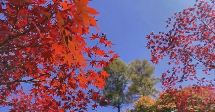 China&#8217;s stunning autumn scenery captivates visitors